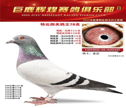 巨鹿輝煌特比四關(guān)鴿王78名