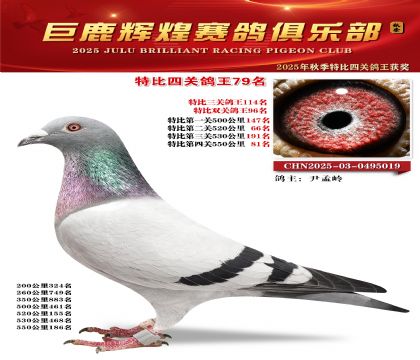 巨鹿輝煌特比四關(guān)鴿王79名