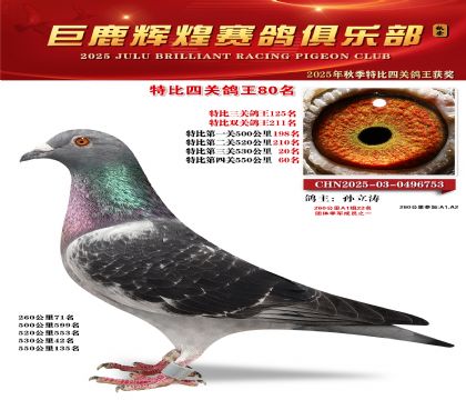 巨鹿輝煌特比四關(guān)鴿王80名