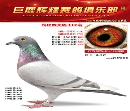 巨鹿輝煌特比四關(guān)鴿王82名