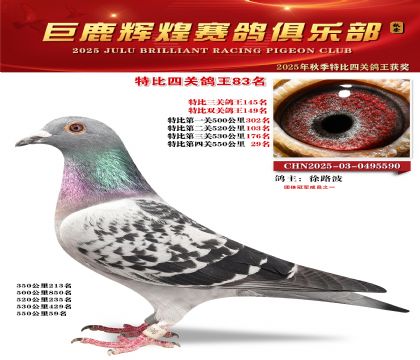 巨鹿輝煌特比四關(guān)鴿王83名