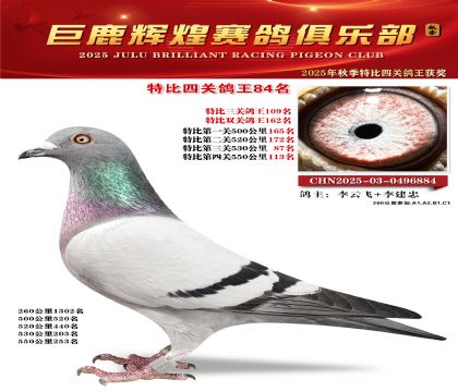 巨鹿輝煌特比四關(guān)鴿王84名