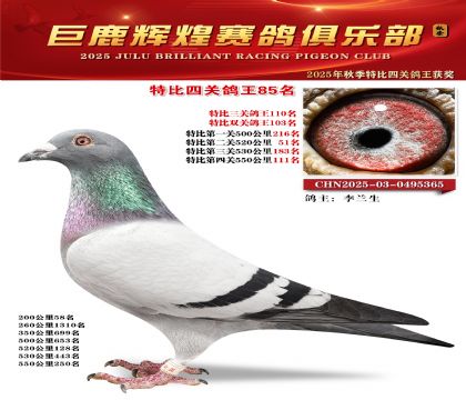 巨鹿輝煌特比四關(guān)鴿王85名