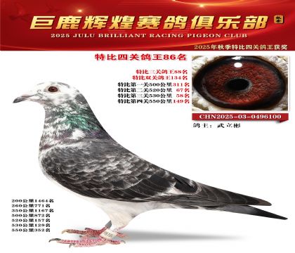 巨鹿輝煌特比四關(guān)鴿王86名