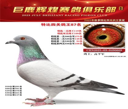 巨鹿輝煌特比四關(guān)鴿王87名