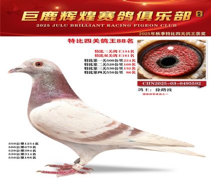 巨鹿輝煌特比四關(guān)鴿王88名