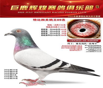巨鹿輝煌特比四關(guān)鴿王89名