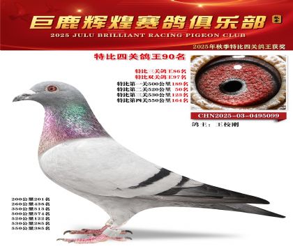 巨鹿輝煌特比四關(guān)鴿王90名