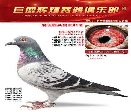 巨鹿輝煌特比四關(guān)鴿王91名