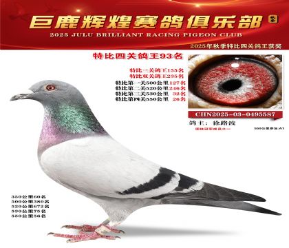 巨鹿輝煌特比四關(guān)鴿王93名