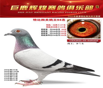 巨鹿輝煌特比四關(guān)鴿王94名