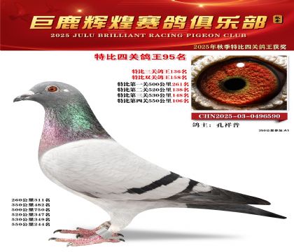 巨鹿輝煌特比四關(guān)鴿王95名