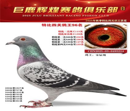 巨鹿輝煌特比四關(guān)鴿王96名