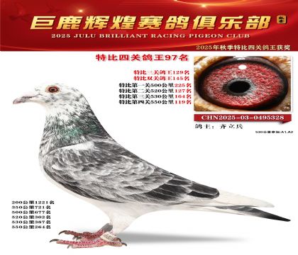 巨鹿輝煌特比四關(guān)鴿王97名
