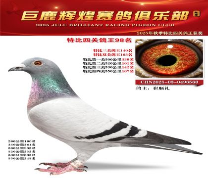 巨鹿輝煌特比四關(guān)鴿王98名