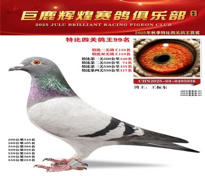 巨鹿輝煌特比四關(guān)鴿王99名