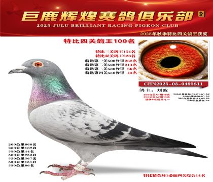 巨鹿輝煌特比四關(guān)鴿王100名