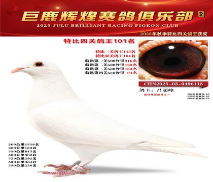 巨鹿輝煌特比四關(guān)鴿王101名