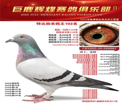 巨鹿輝煌特比四關(guān)鴿王102名