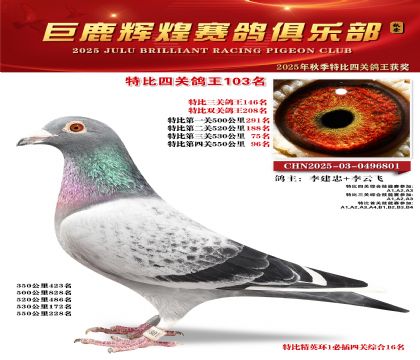 巨鹿輝煌特比四關(guān)鴿王103名