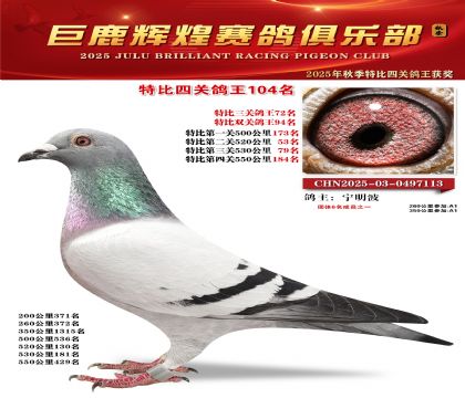 巨鹿輝煌特比四關(guān)鴿王104名