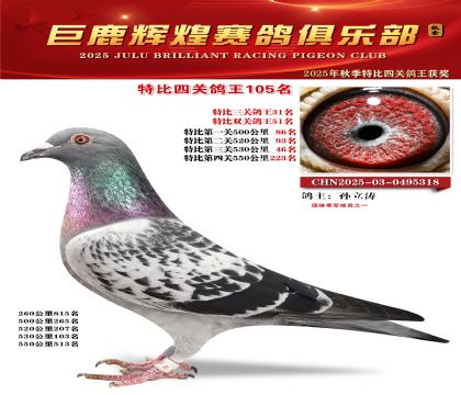 巨鹿輝煌特比四關(guān)鴿王105名