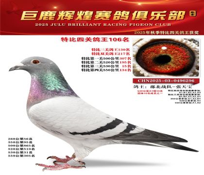 巨鹿輝煌特比四關(guān)鴿王106名