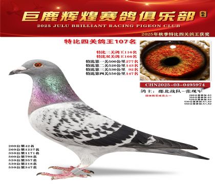 巨鹿輝煌特比四關(guān)鴿王107名