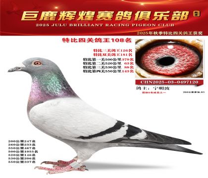 巨鹿輝煌特比四關(guān)鴿王108名