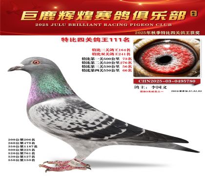 巨鹿輝煌特比四關(guān)鴿王111名