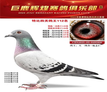 巨鹿輝煌特比四關(guān)鴿王112名