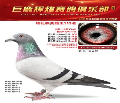 巨鹿輝煌特比四關(guān)鴿王113名