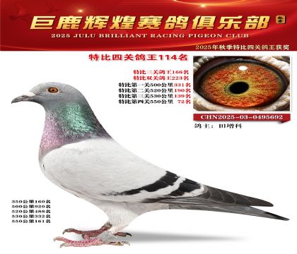 巨鹿輝煌特比四關(guān)鴿王114名