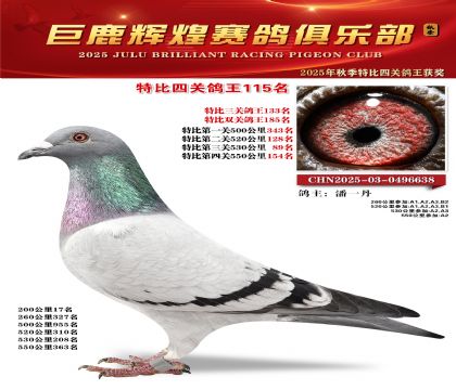 巨鹿輝煌特比四關(guān)鴿王115名
