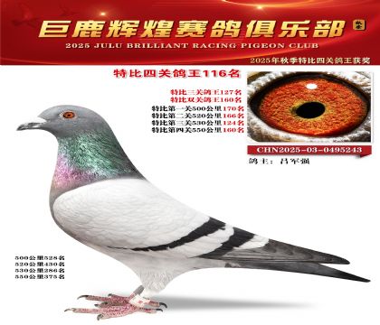 巨鹿輝煌特比四關(guān)鴿王116名