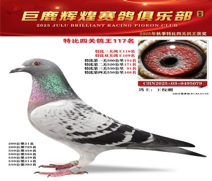巨鹿輝煌特比四關(guān)鴿王117名