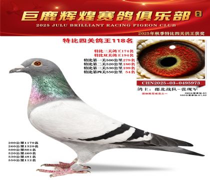 巨鹿輝煌特比四關(guān)鴿王118名