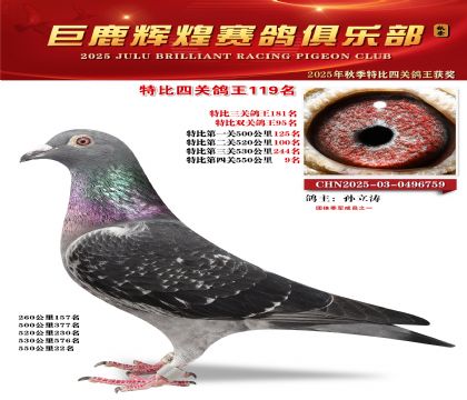 巨鹿輝煌特比四關(guān)鴿王119名