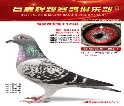 巨鹿輝煌特比四關(guān)鴿王120名