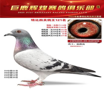 巨鹿輝煌特比四關(guān)鴿王121名