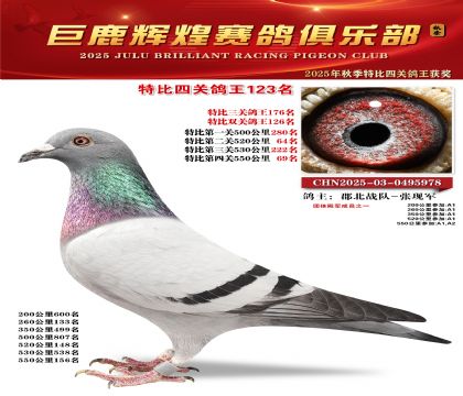 巨鹿輝煌特比四關(guān)鴿王123名