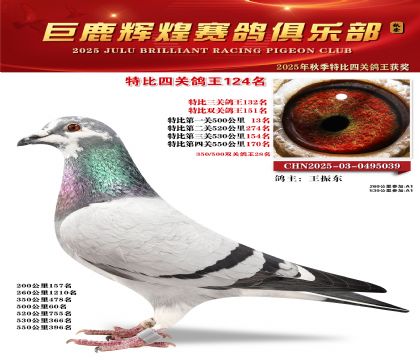 巨鹿輝煌特比四關(guān)鴿王124名