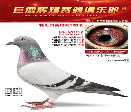 巨鹿輝煌特比四關(guān)鴿王125名