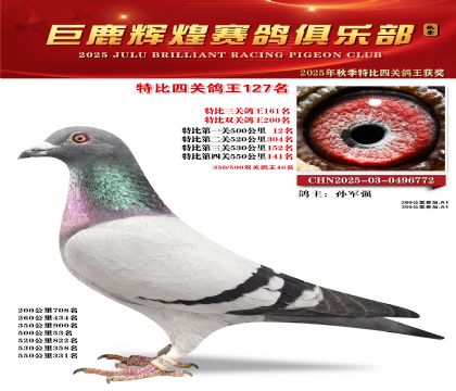 巨鹿輝煌特比四關(guān)鴿王127名
