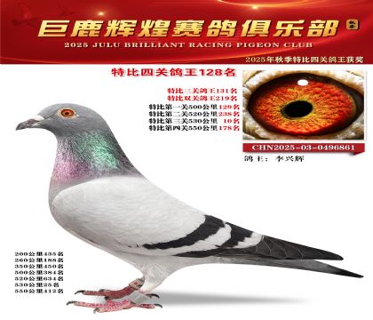 巨鹿輝煌特比四關(guān)鴿王128名