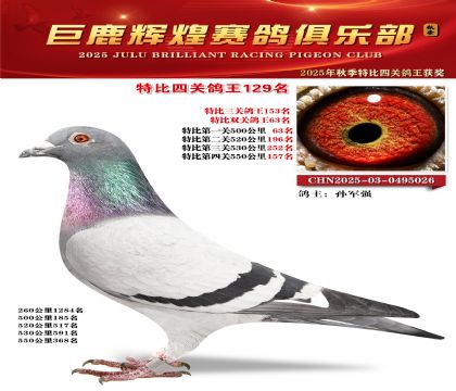 巨鹿輝煌特比四關(guān)鴿王129名