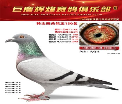 巨鹿輝煌特比四關(guān)鴿王130名