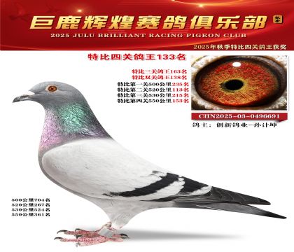 巨鹿輝煌特比四關(guān)鴿王133名