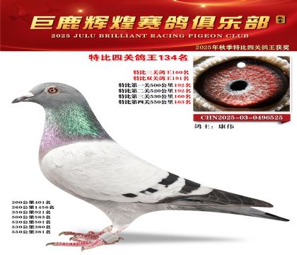 巨鹿輝煌特比四關(guān)鴿王134名