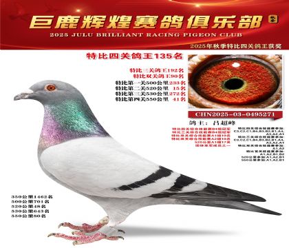巨鹿輝煌特比四關(guān)鴿王135名